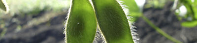 Imagen detalle de soja para desktop