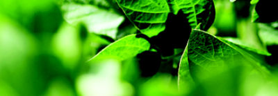 Imagen desktop de soja en foco