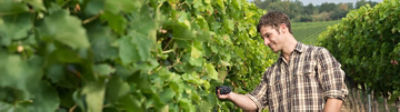 Solutions vigne