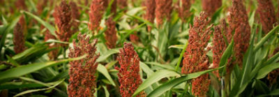 Photo - closeup - sorghum field midseason