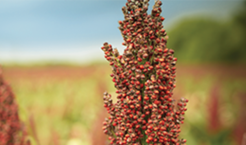 Up close of mature sorghum