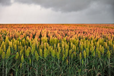 Sorghum Banner