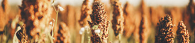 Imagen de campo de sorgo desktop