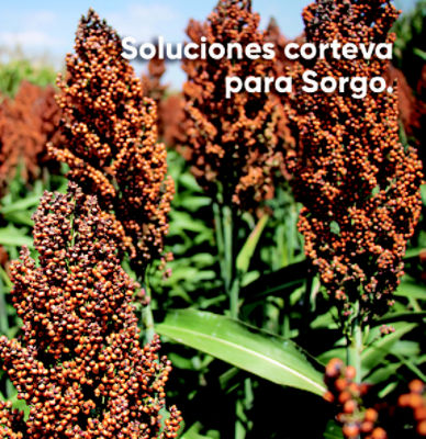 IMG-Sorgo-LA-MX-V1