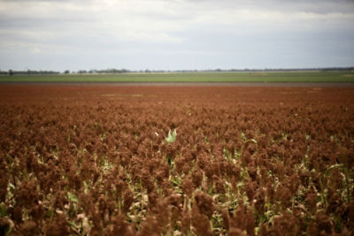 IMG-Sorgo_new