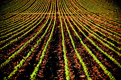 Soy cover crop