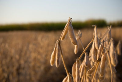Soy Solution Image