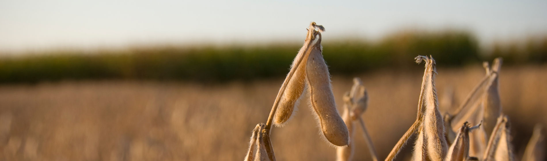 Soy Solution Image