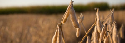 Soy Solution Image