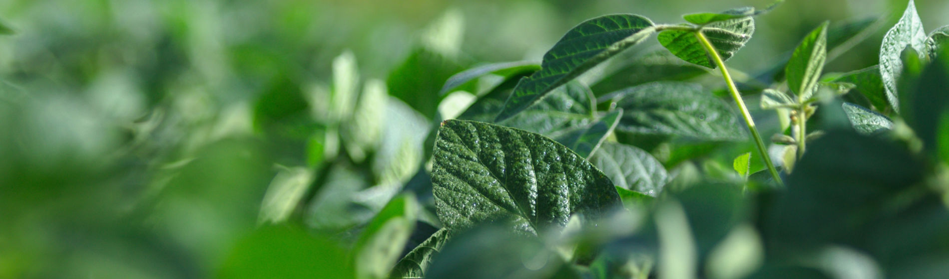 soybean rows
