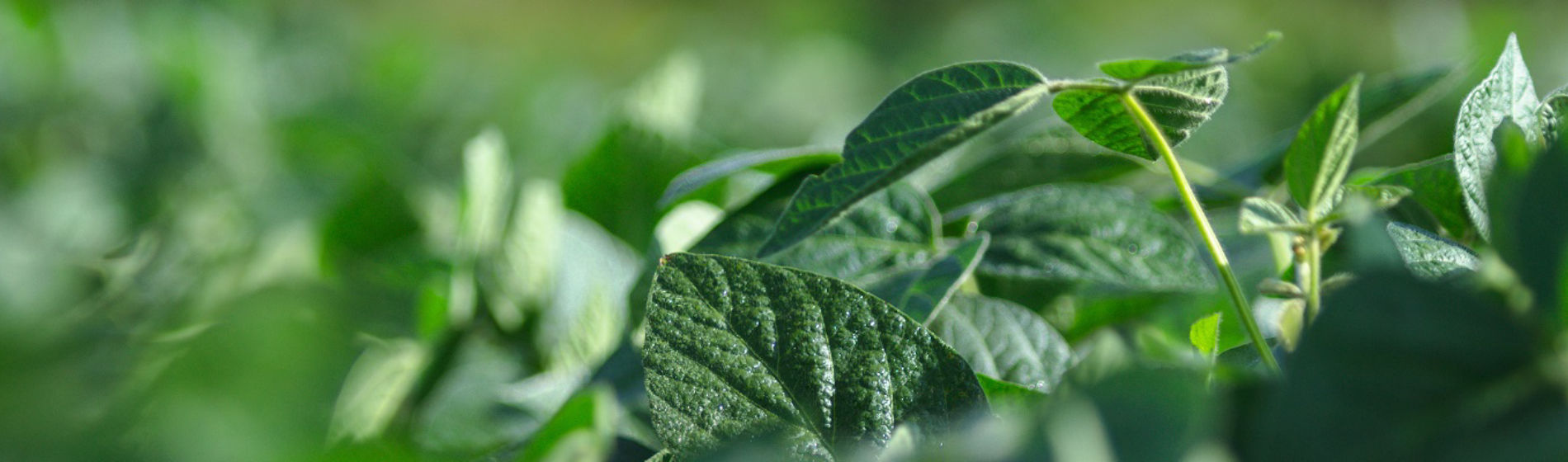 close up of soybeans