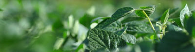 close up of soybeans