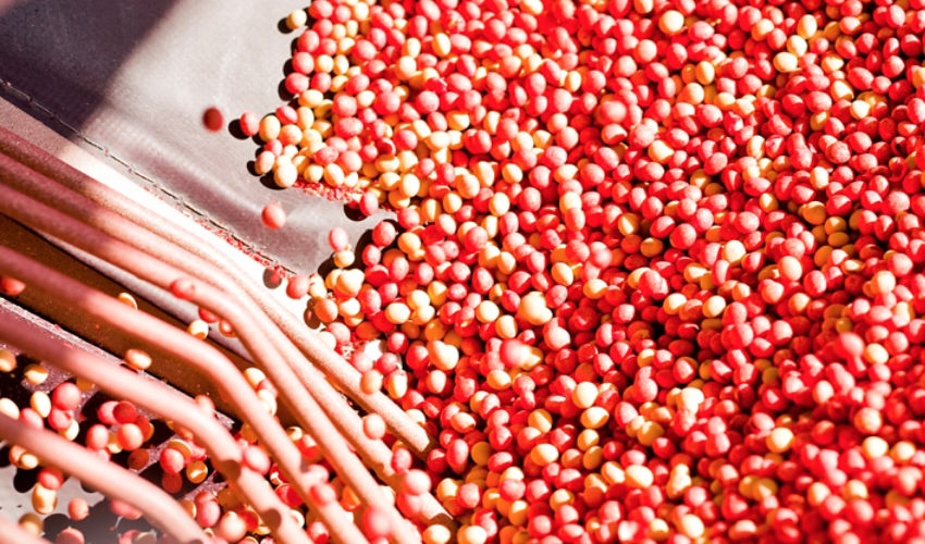 Treated soybean seed