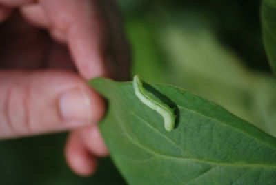Soybean looper