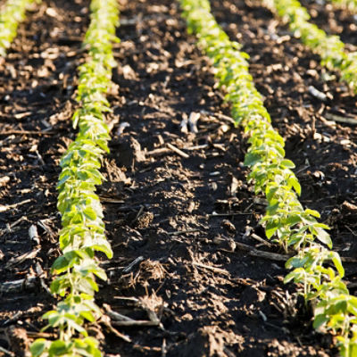 Image of soybean field