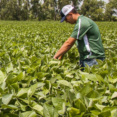 Image of man in field checking soybean field.