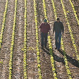 Image of two men walking in a corn field