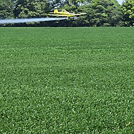 Image of a soybean field being arial sprayed. 