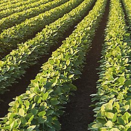Image of soybean field