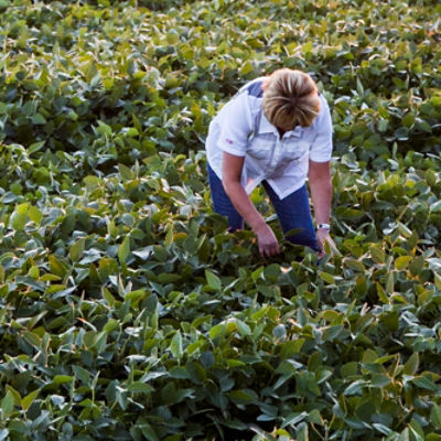 Image of soybean field with farmer checking crop.