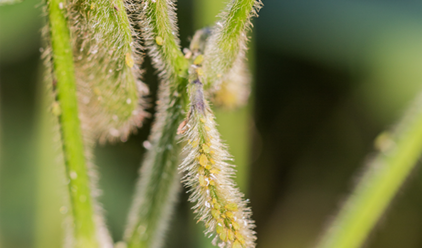 soybean pods