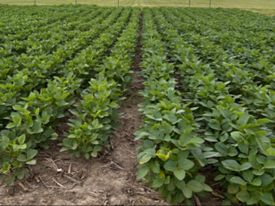 Soybean field