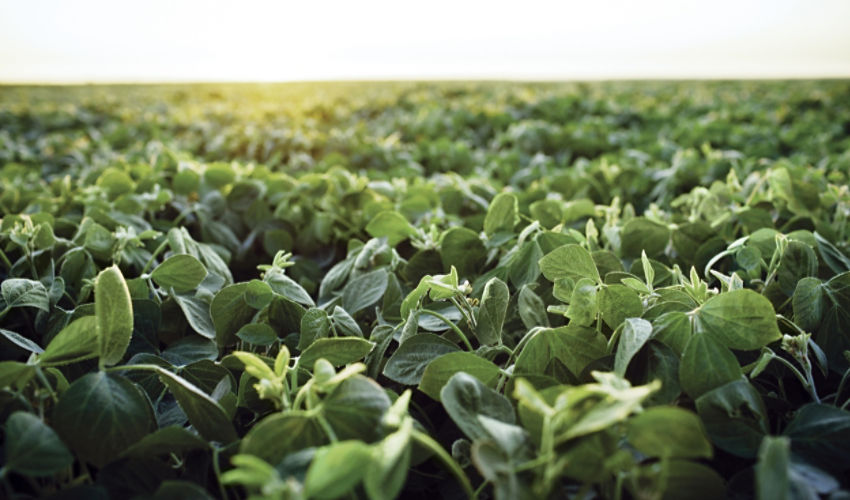 Soybeans
