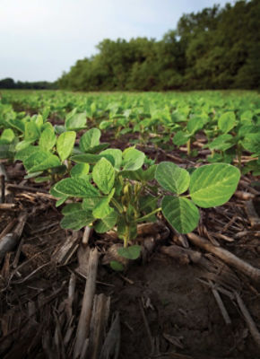 Soybeans in field - early - TC page for SE