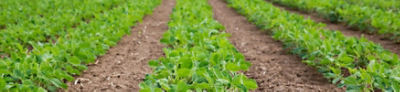 Rows of soybeans