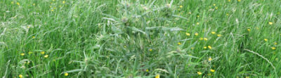 Creeping thistle
