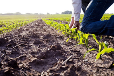 Early corn