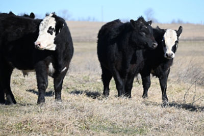 Spring herd