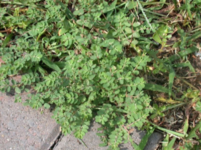 Spurge top view