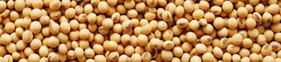 soy beans