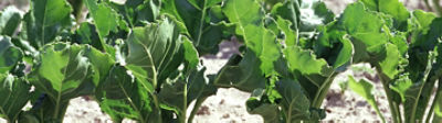 Sugar-Beet