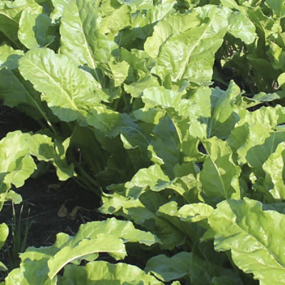 Image of Sugar Beets