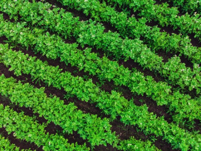 Potato field