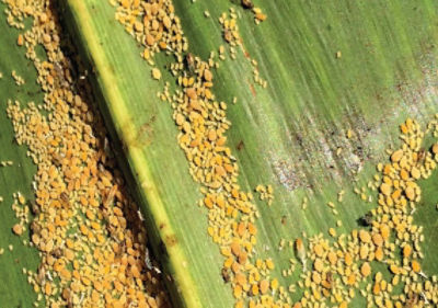 Sorghum Aphid Management