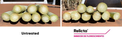 Sugarcane stalks with and without Relicta