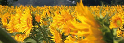 Слънчогледово поле