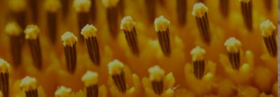 sunflower close up