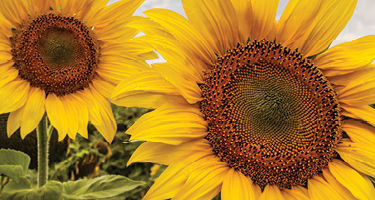 Two sunflowers close up