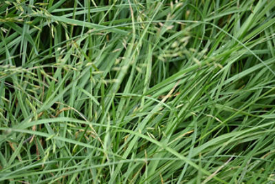 fescue