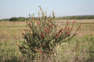 Tasajillo