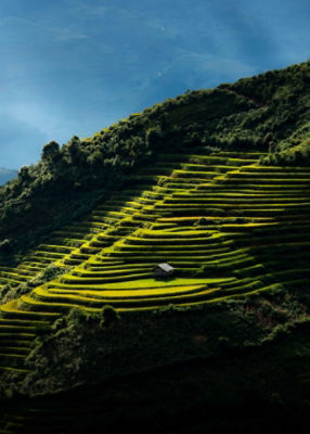 Terraced field with sunbeams