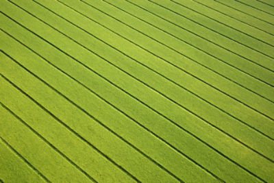 Crop field texture