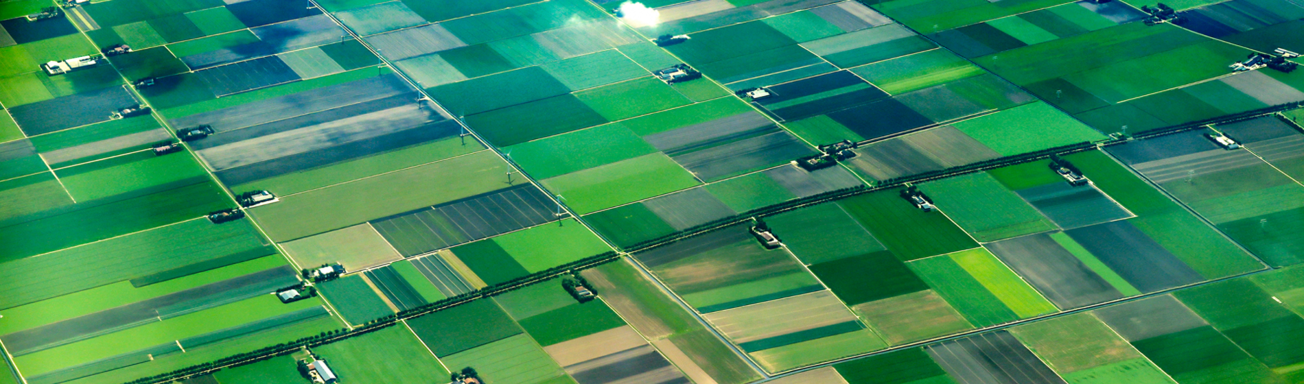 Aerial view of growing crops