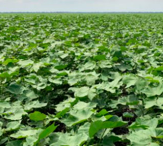 Fitotoxicidad en algodón