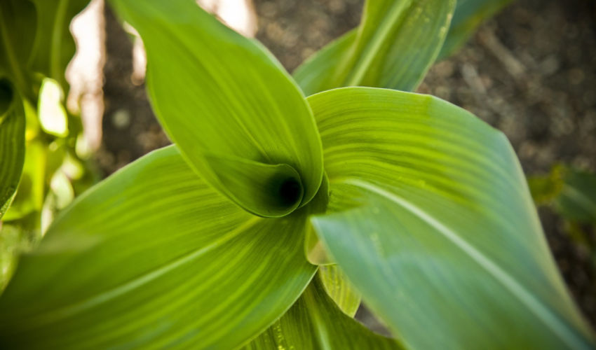 Top view corn whorl
