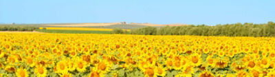 Champs de tournesol